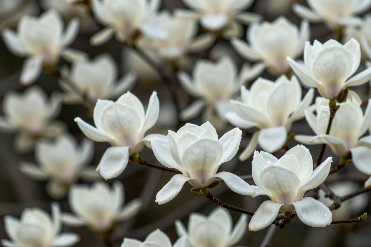 La magnolia stellata offrirà fiori bianchi e luminosi per una fioritura anticipata in primavera